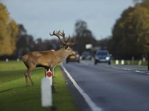 Supporting image for story: ‘Don’t veer for deer’ says road safety organisation