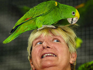 Supporting image for story: 10,000 birds on display in Staffordshire parrot show