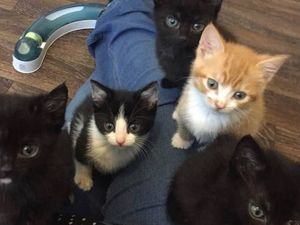 Supporting image for story: Walsall kittens dumped in crisp box search for new home