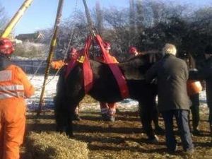 Supporting image for story: Schools closed and horse stuck in cold snap