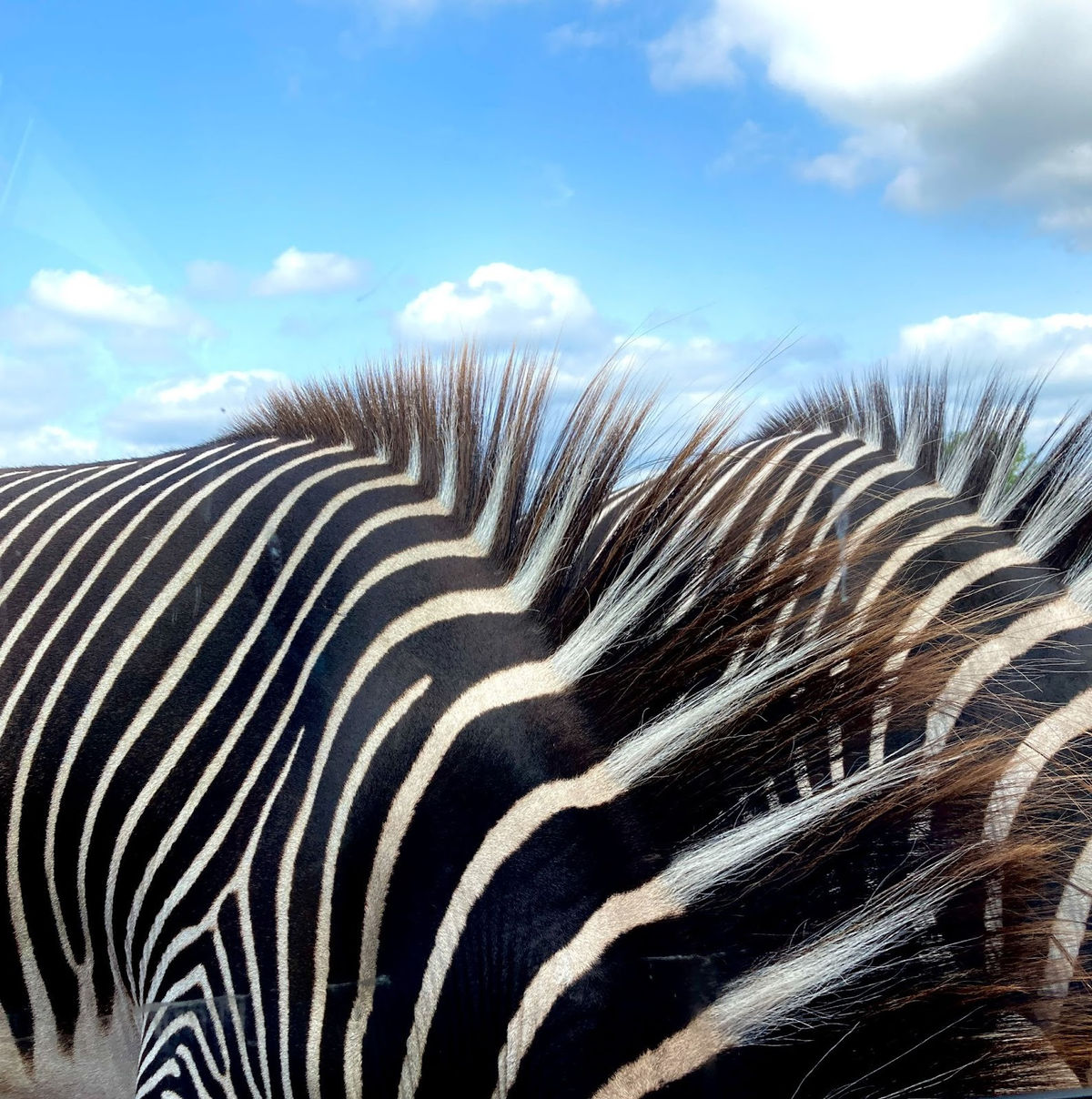 Walsall youngster wins prize in young photography competition with striking zebra snap