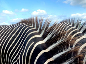 Supporting image for story: Walsall youngster wins prize in young photography competition with striking zebra snap