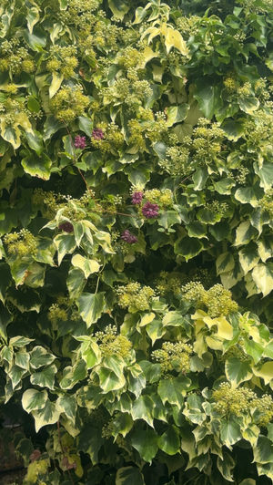 Ivy is one of many pollinator-friendly plants that flower late into the season. 