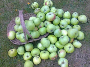 Supporting image for story: An abundance of apples