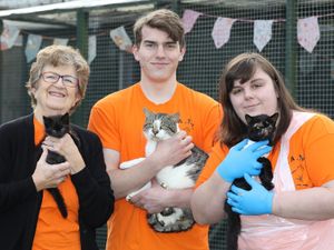 Supporting image for story: Cat rescue 'desperate' for new fosterers to help 'crisis' of abandoned animals