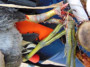 Supporting image for story: Bird found with injuries at lake near Walsall put to sleep