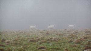 Sheep in the fog at Rushbury, Shropshire, on Friday, December 27, 2024. Picture: Peter Steggles