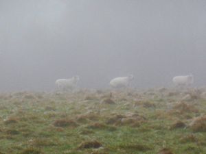 Supporting image for story: Weather report: Shropshire's answer to gorillas in the mist as fog descends on county