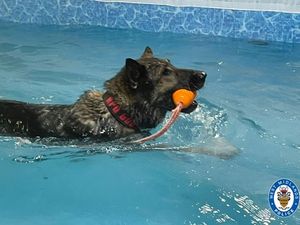 Supporting image for story: A Walsall swimming pool gives dog detectives a break from crime with a splash and swim
