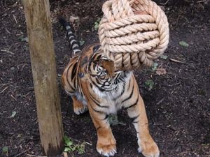Supporting image for story: Big cats test expensive fragrance at Dudley Zoo