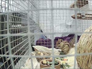 Supporting image for story: Stowaway squirrel Zippy in captivity after travelling from India to Scotland