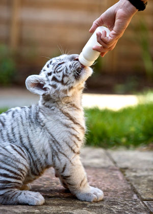 Buster as an adorable eight week old cub in 2007, when he was being hand-reared
