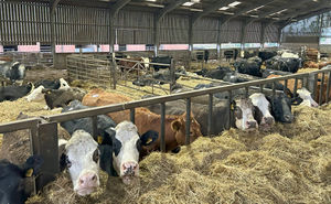 Cattle from the commercial suckler herd sold on Saturday.