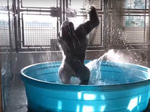 Supporting image for story: This gorilla dances like nobody’s watching