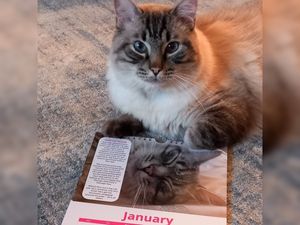Supporting image for story: Meet the cute Walsall Wood cat who has become calendar's 'Mr January' 