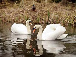 Supporting image for story: Newport's love triangle swan dies