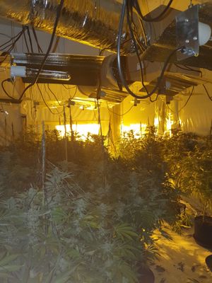 More than 300 plants were found at the address. Photo: St Matthew's Police