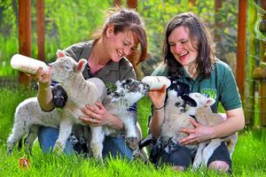 Supporting image for story: Telford zoo welcomes baby lambs