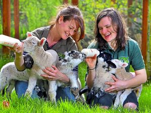 Supporting image for story: Telford zoo welcomes baby lambs