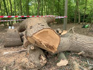 The felled tree