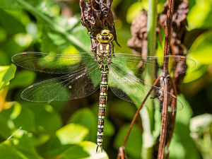 Supporting image for story: Dragonfly has Shropshire snapper in frame