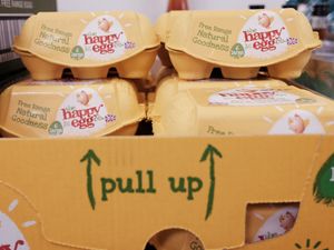 Supporting image for story: Free-range eggs to return to shelves as poultry restrictions ease