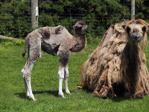 Supporting image for story: Name game giving staff the hump