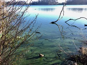 Supporting image for story: Worries about algae in Ellesmere's Mere
