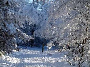 Supporting image for story: Group opposes Government sale of Shropshire woodland