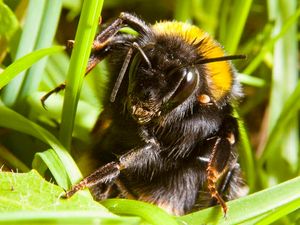 Supporting image for story: Beware of queen bees under your feet, say scientists