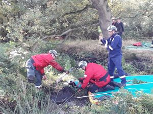Firefighters rescuing the cow. Picture: Chris White