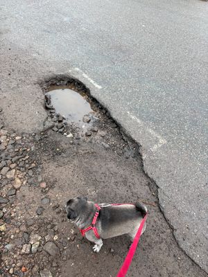 Careful there pooch, you wouldn't want to fall down this pothole