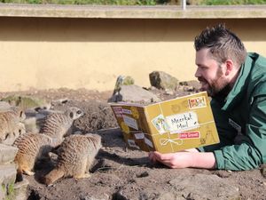 Supporting image for story: Once upon a time…Dudley Zoo keeper Jay tells meerkats a story for World Book Day
