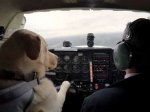 Supporting image for story: Reggie the flying dog has died, sparking sadness in Shropshire