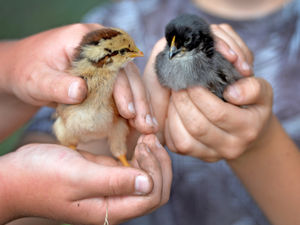 Supporting image for story: Fluffy chicks to welcome back Market Drayton school pupils