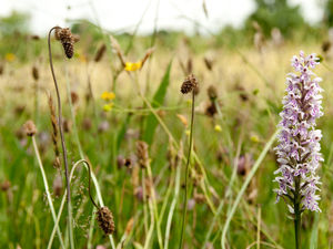 Supporting image for story: Rangers continue with new ways of working at Severn Valley Country Park