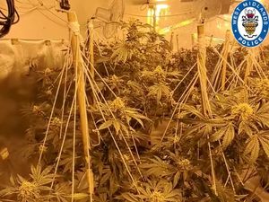 Supporting image for story: Police discover cannabis farm worth £400,000 at former Brierley Hill bank 