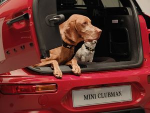 Supporting image for story: Mini partners with charity ‘to help dogs travel happier’