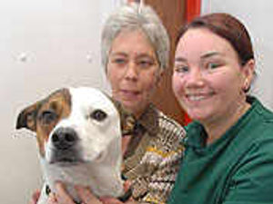 Supporting image for story: Warning as snakes bite dogs