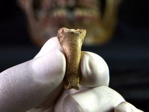 Supporting image for story: Unearthed eagle bone may have been part of ‘last necklace made by Neanderthals’