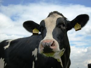 Supporting image for story: National Milk Records turnover rises
