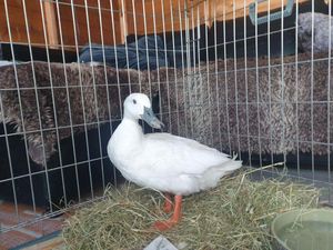 Supporting image for story: Blind duck adopted after being ‘bullied’ by other ducks