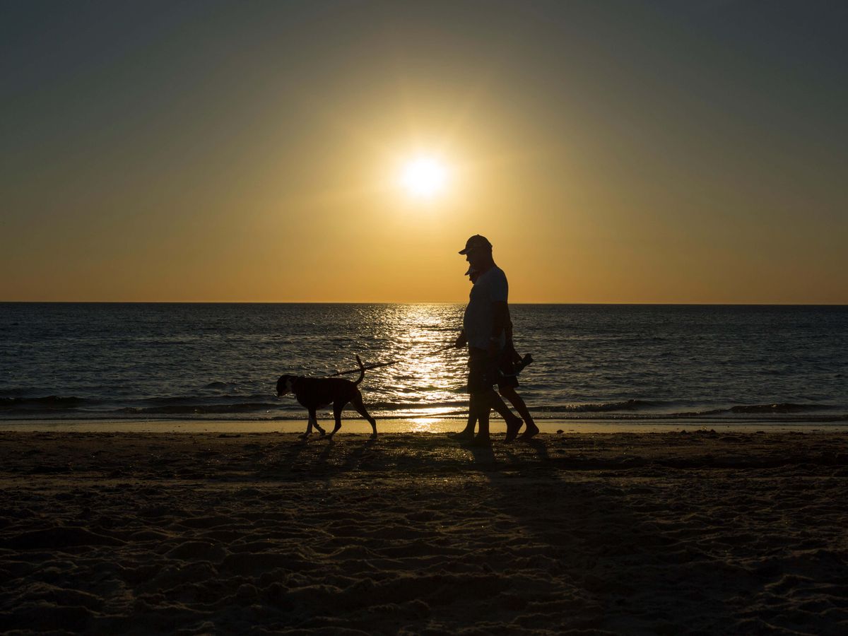 Hand injuries sustained by dog walkers cost NHS millions each year – study