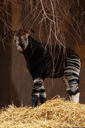 Miloli was spotted taking her first steps in her hidden nest