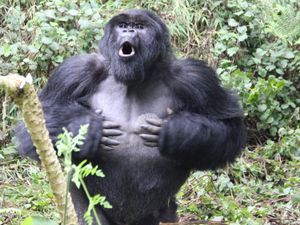 Supporting image for story: Gorillas’ chest beats may reveal clues about their body size – study