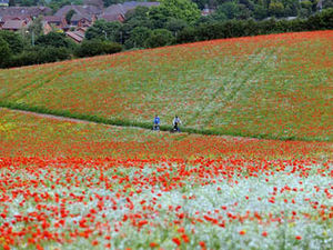 Supporting image for story: Poppies burst into life marking start of summer