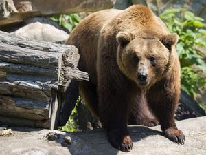 Supporting image for story: Brown bears to return to Dudley Zoo after 40 years
