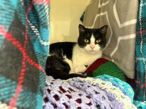 Supporting image for story: 'We can't understand why': Shropshire rescue centre's 'overlooked cat' still looking for a home after being left to fend for herself