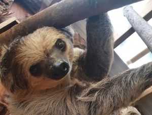 Supporting image for story: Dudley Zoo announces its most adopted animal of 2021