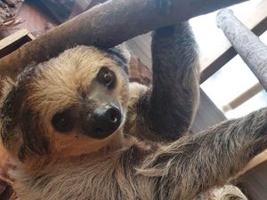 Supporting image for story: Dudley Zoo announces its most adopted animal of 2021